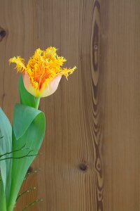 Bloom yellow orange wood photo