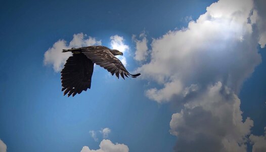 White tailed eagle kummerower lake
