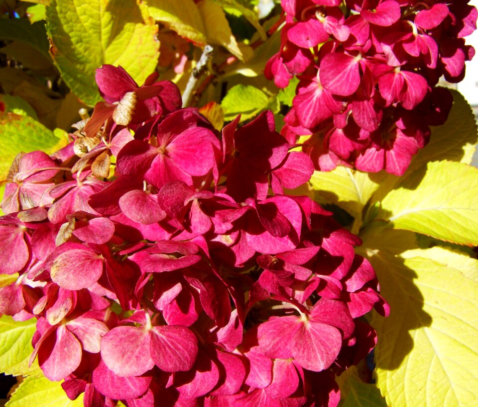 Hydrangea burgundy garden photo