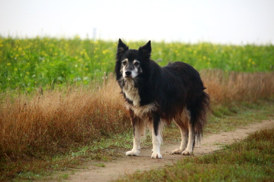 Border collie british sheepdog collie