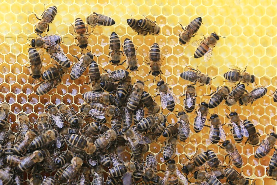 Honey insect beehive