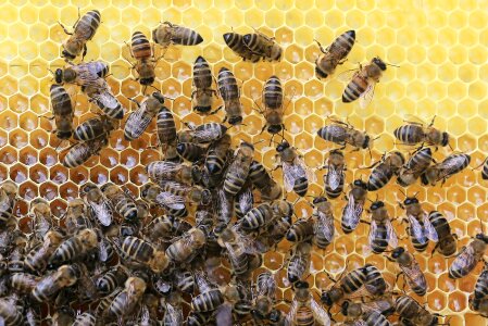 Honey insect beehive