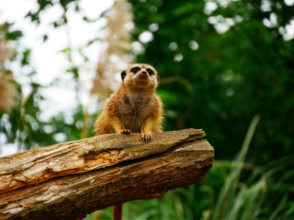 Zoo tiergarten curious