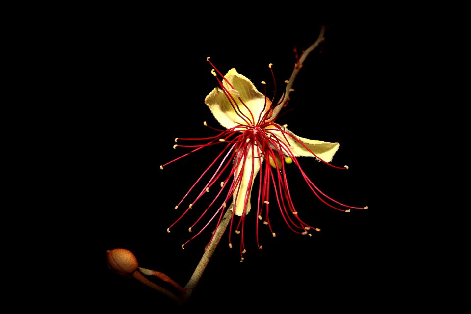 Late into the night flower garden atmosphere