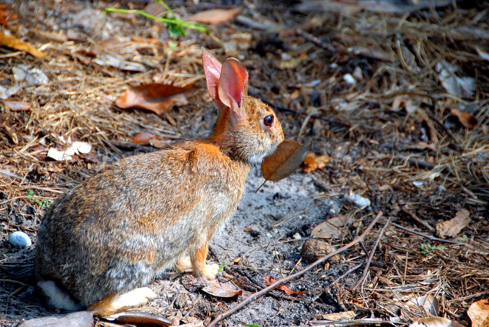 Nature cute bunny photo