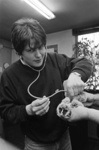 Opdracht Gelderlander dierenarts Peter Klaus, Bestanddeelnr 934-2306
