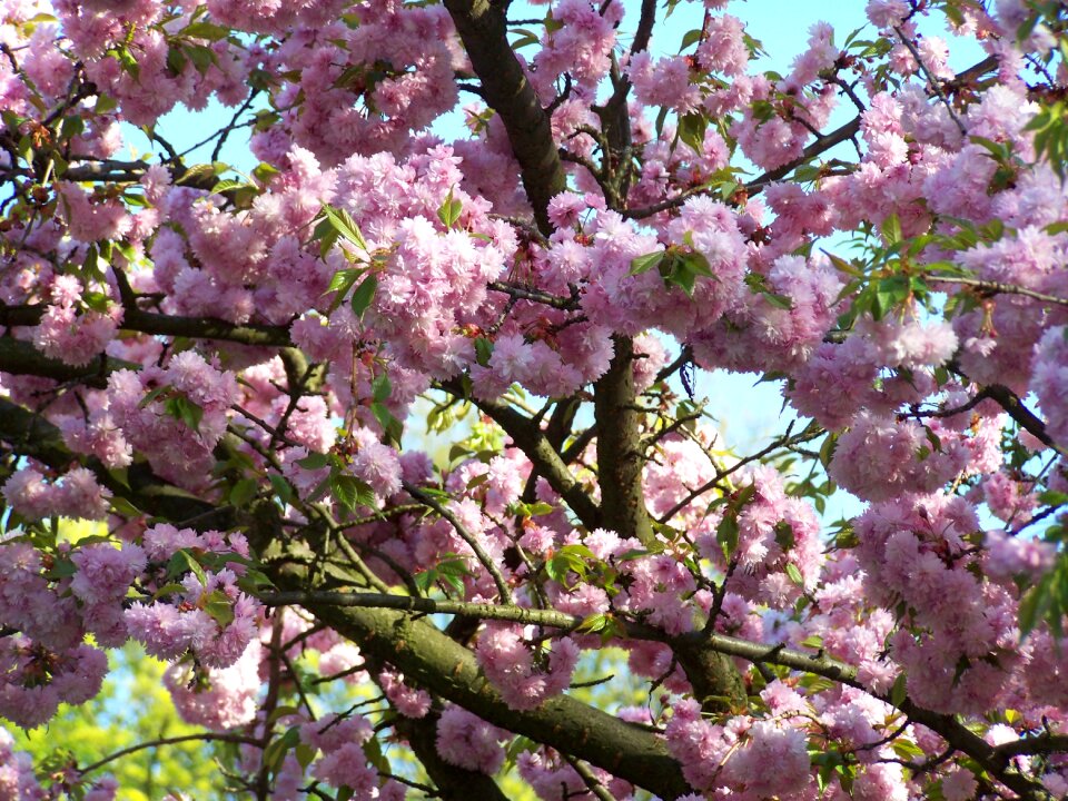 Spring apple flower blooms