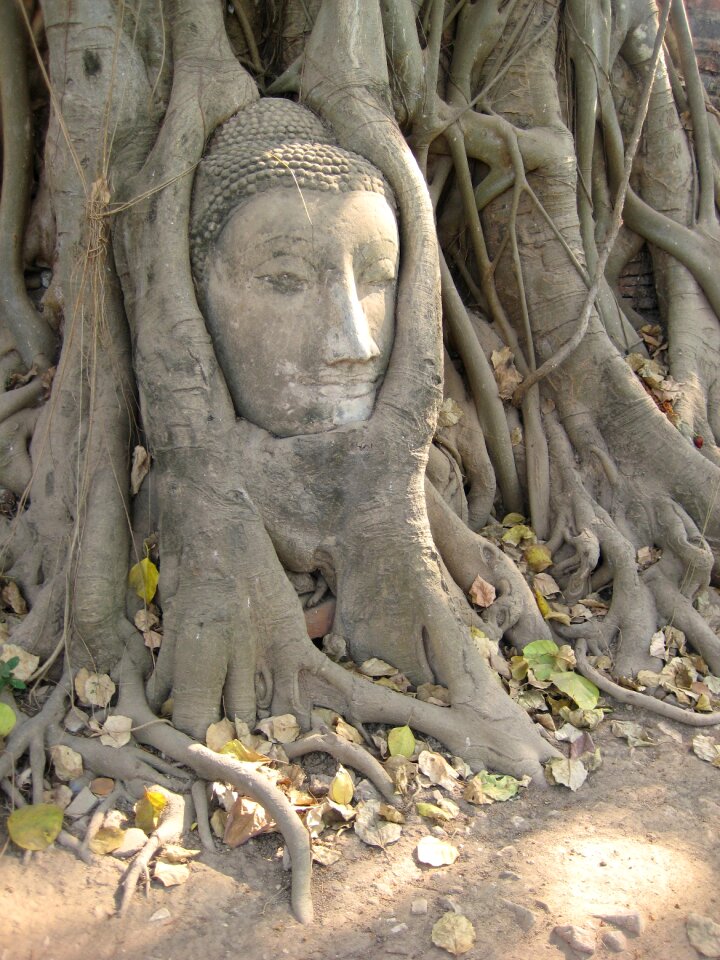Buddha thailand tree