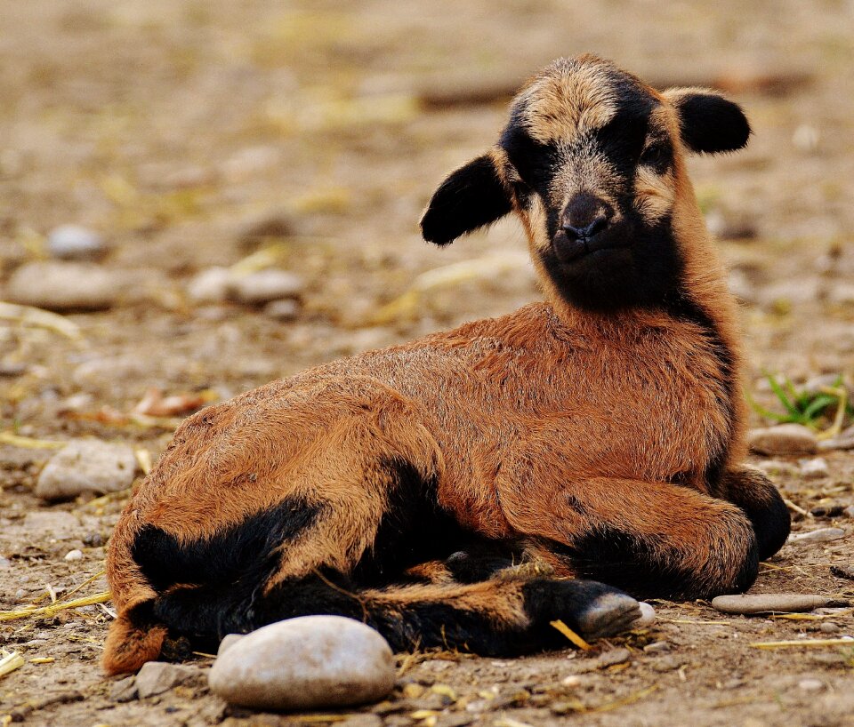 Young animal newborn cute