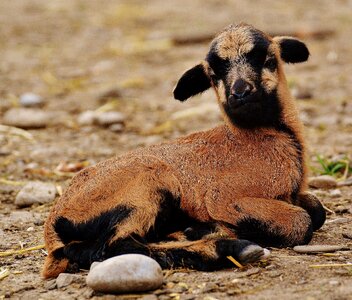 Young animal newborn cute