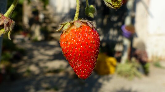 Fruits red fruits colors