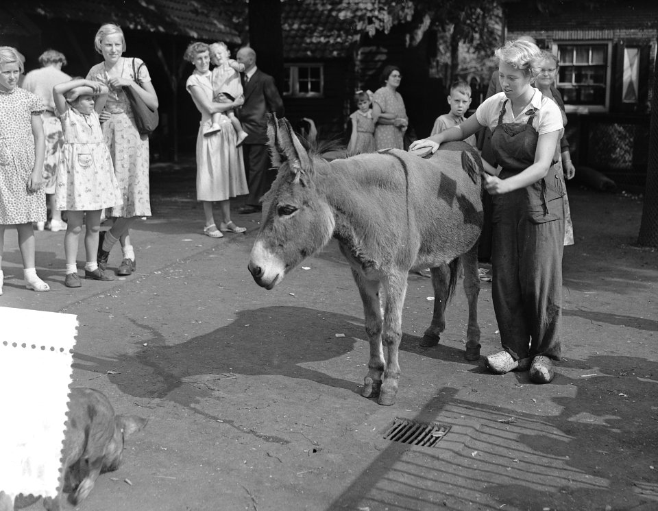 Opdracht Maasbode Volontair in Artis, Bestanddeelnr 907-2831
