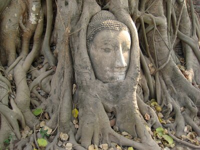 Buddha thailand tree