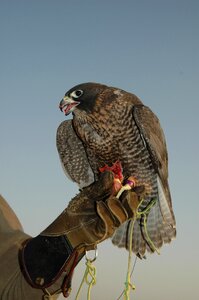 Falcon dubai bird