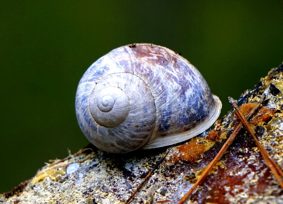Shell fauna animal world