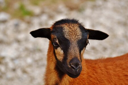 Cute animal world sweet