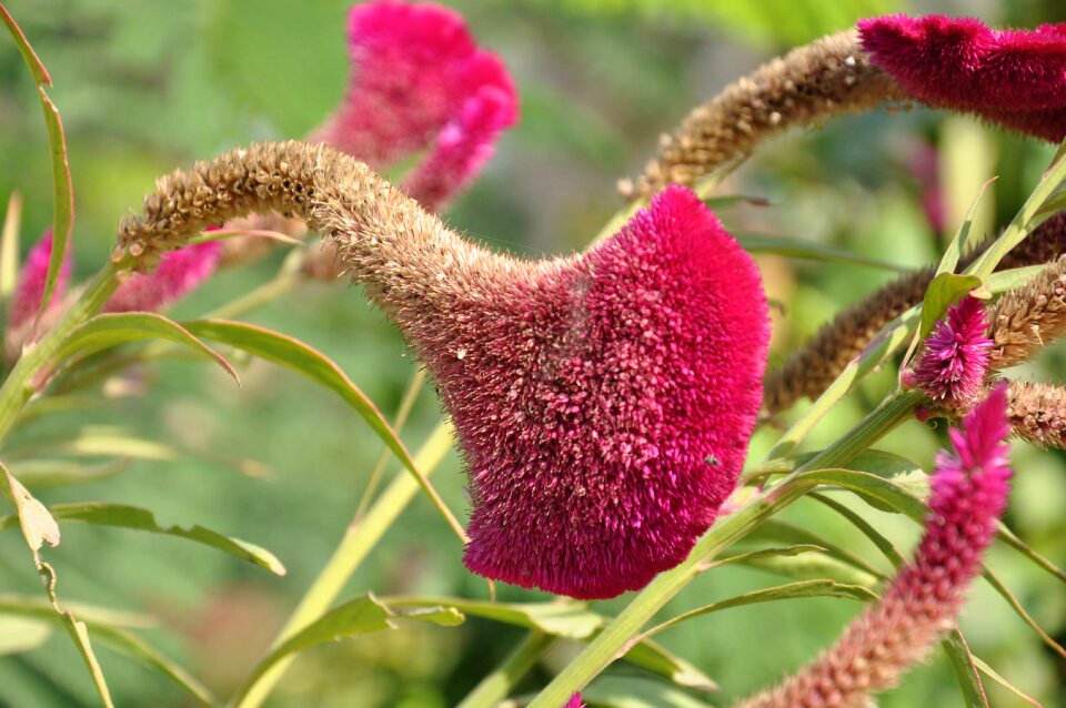 Papyrus pink flower pink