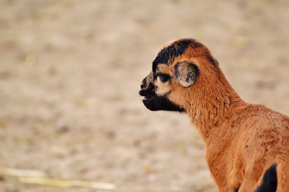 Young animal newborn cute