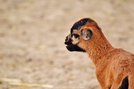 Young animal newborn cute
