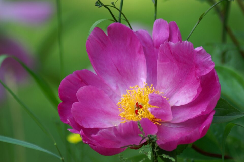 Nature garden rose petals