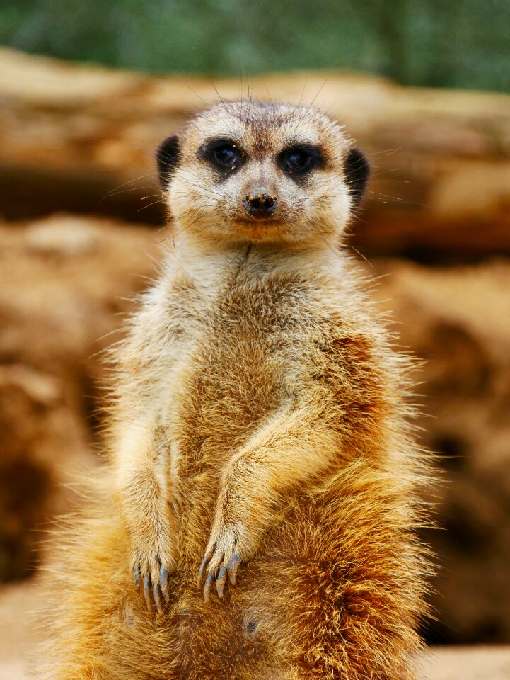 Zoo tiergarten curious