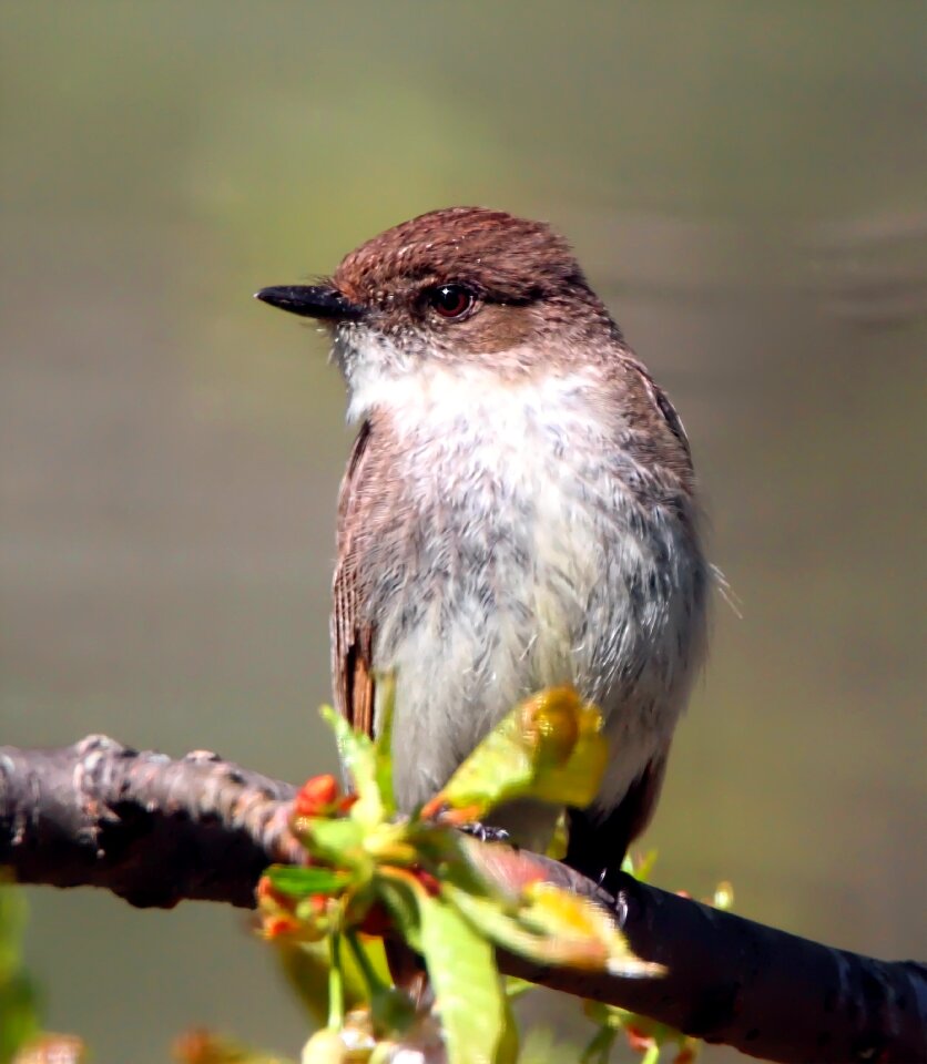 Avian feathers branch