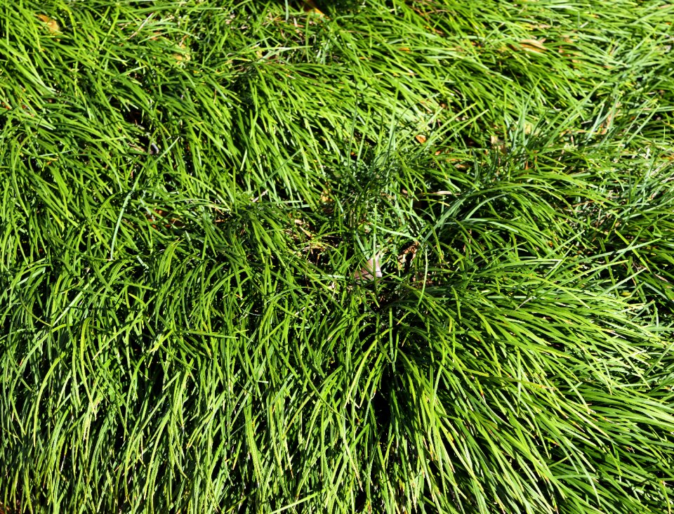 Nature grass decoration