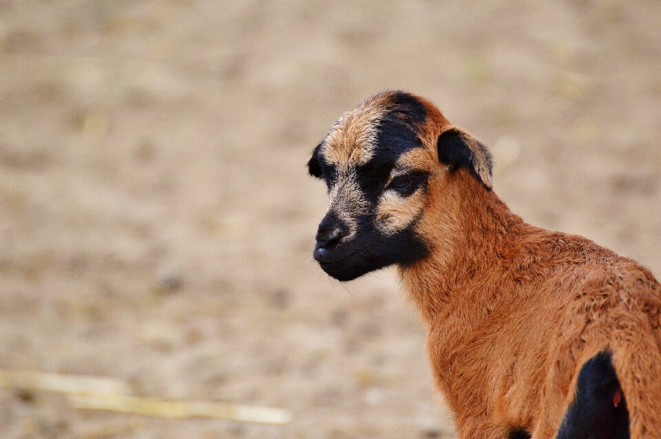 Young animal newborn cute