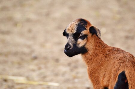 Young animal newborn cute