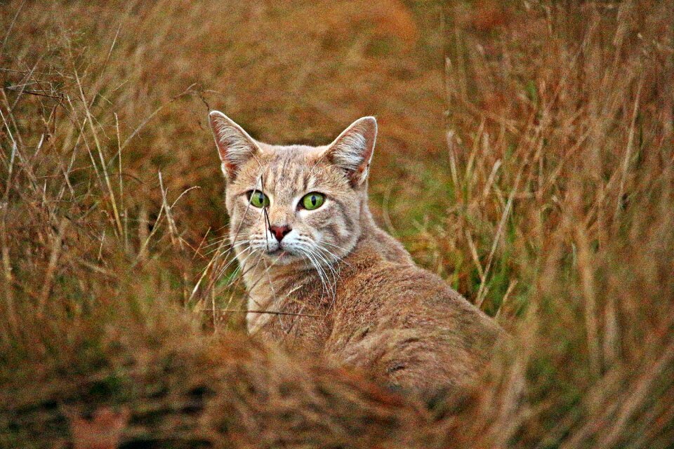 Tiger cat breed cat lilac