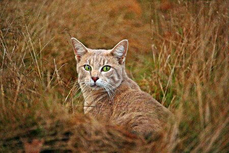 Tiger cat breed cat lilac