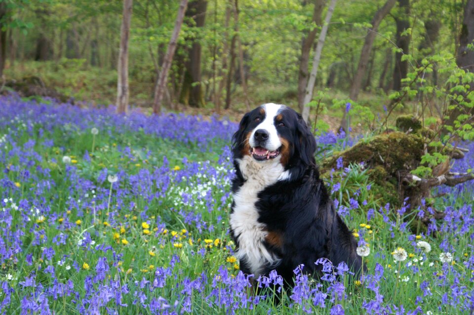 Spring violet violets