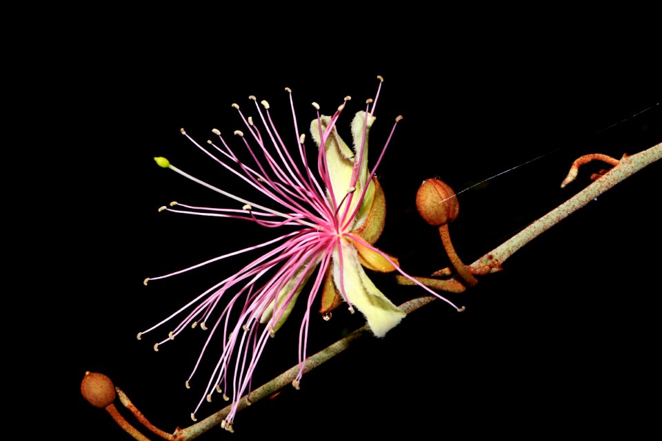 Late into the night flower garden atmosphere