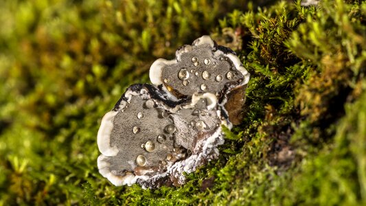 Moss fungus plant photo