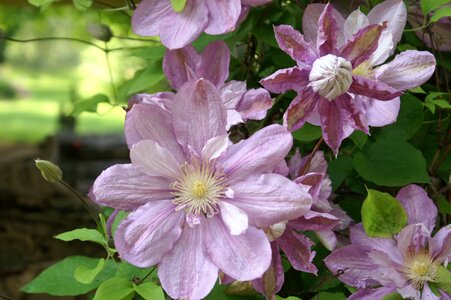 Purple scots purple nature