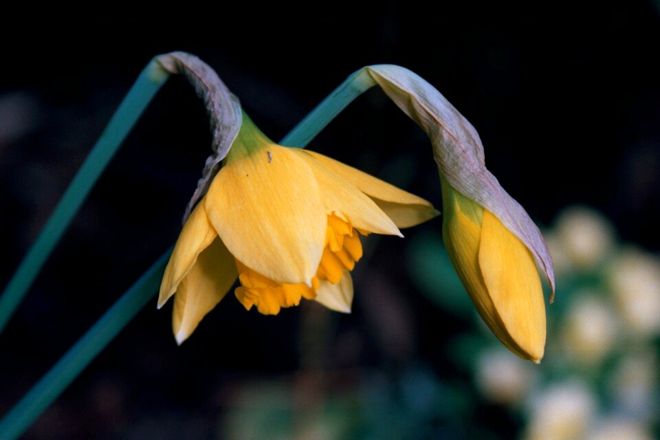 Narcissus spring yellow