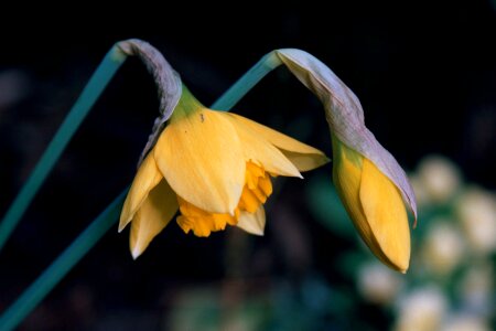 Narcissus spring yellow photo