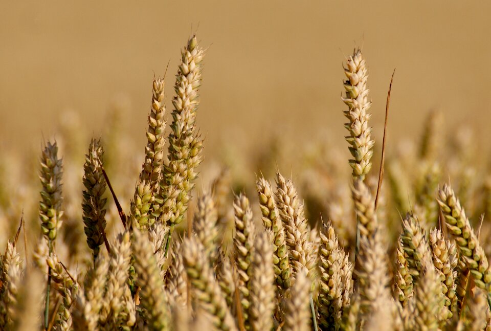 Cereals ear cornfield