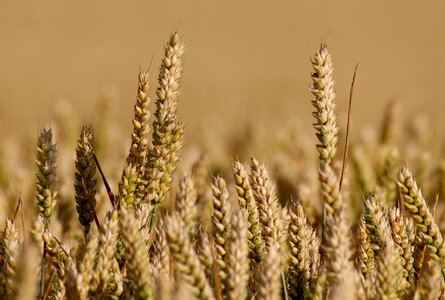 Cereals ear cornfield