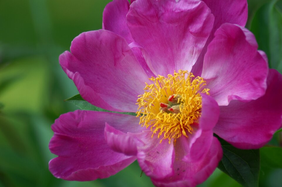 Pink flowers garden nature