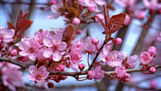 Cherry blossom spring bloom