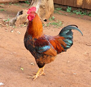 Farm poultry bird photo