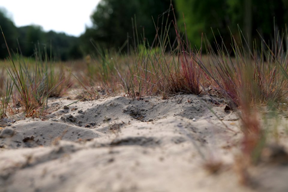 Open dune Spandauer Forst near Bürgerablage 2020-06-03 13