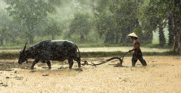 Agriculture asia cambodia