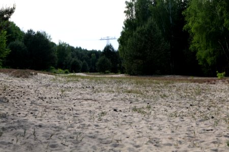 Open dune Spandauer Forst near Bürgerablage 2020-06-03 03
