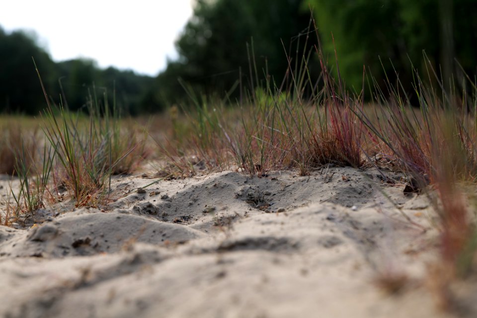Open dune Spandauer Forst near Bürgerablage 2020-06-03 15