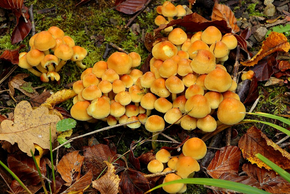Forest floor nature mushroom picking