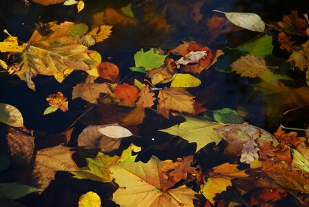 Fall foliage lake water