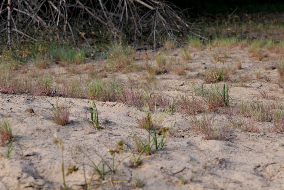 Open dune Spandauer Forst near Bürgerablage 2020-06-03 11