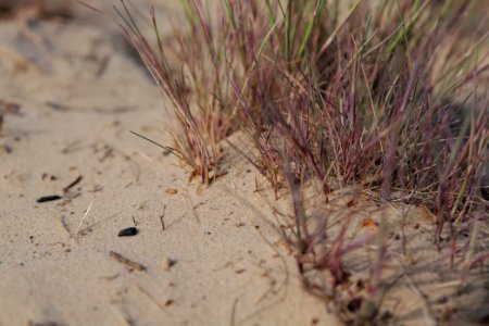 Open dune Spandauer Forst near Bürgerablage 2020-06-03 07
